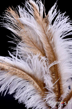 Struzzo con rachide dorato – 30-40 cm – bianco